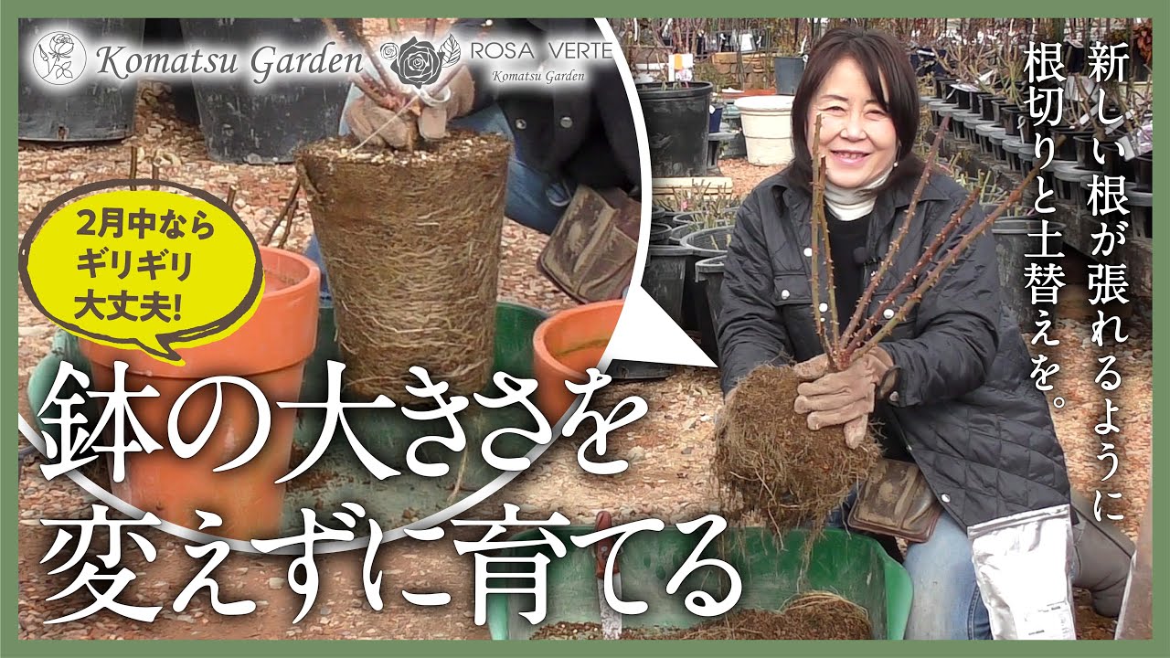【バラの土替え】鉢の大きさを変えない土替え