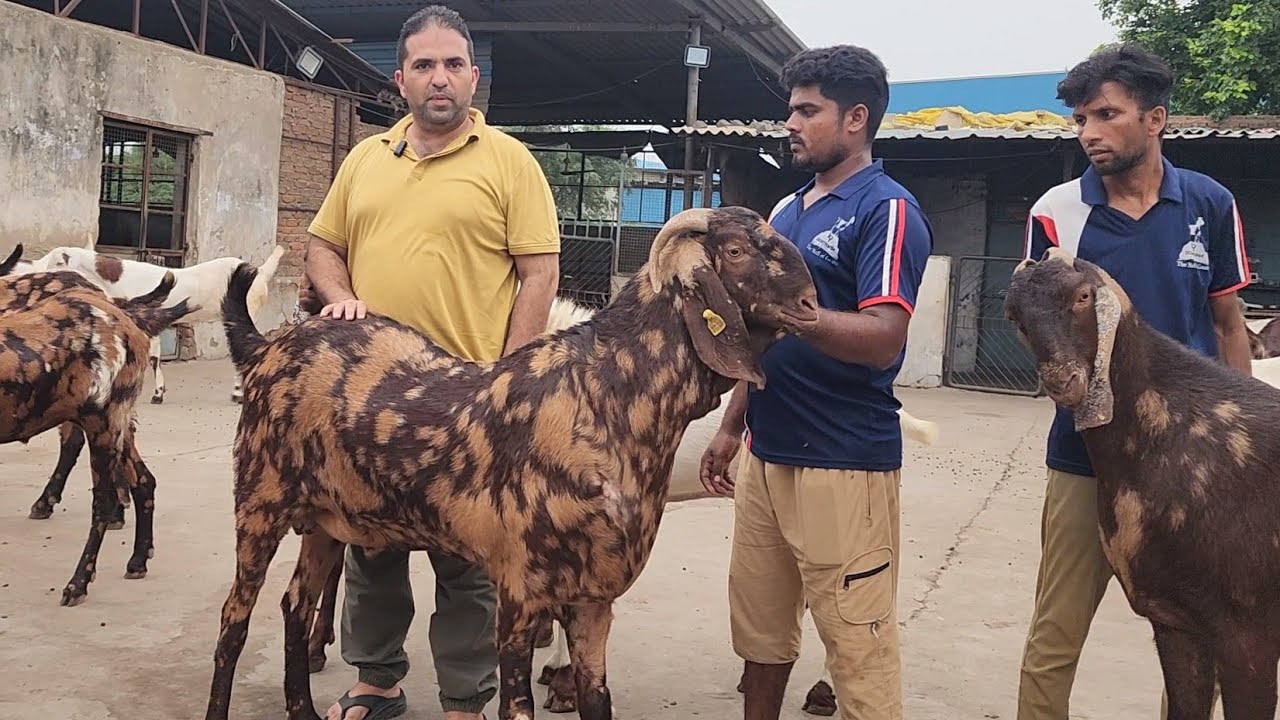 The Heaviest & Biggest Goats Of India At KP Goat Farm Ahmedabad | 3 Part Payment Hai.