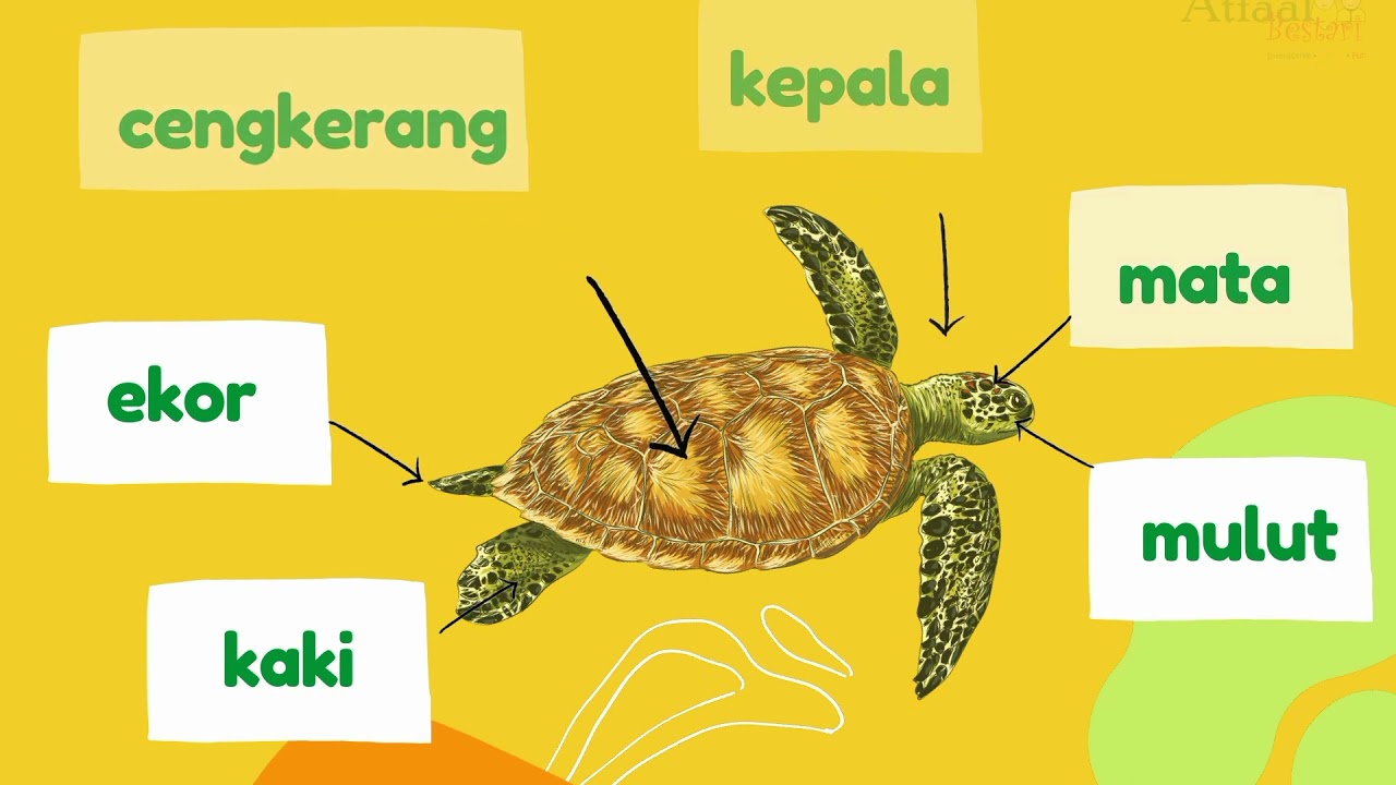 TAB SC: Anggota Badan Haiwan