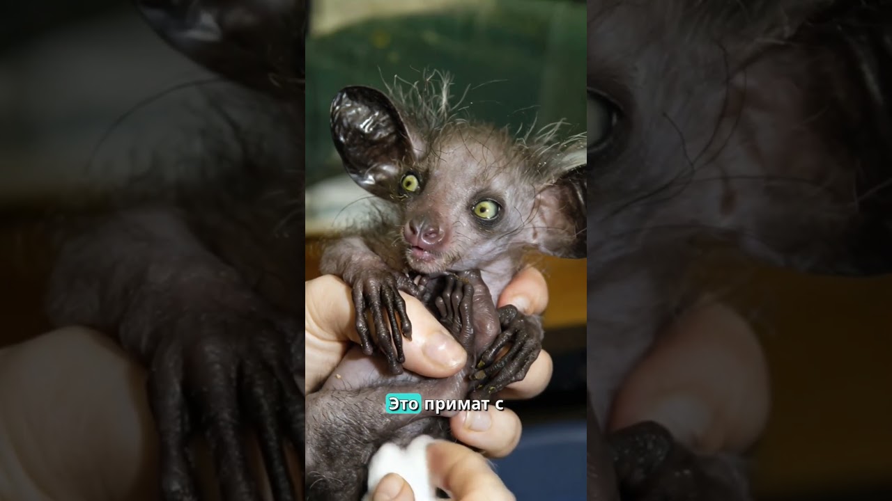 Эволюционные аномалии природы / Evolution&rsquo;s Strangest Survivors &mdash; Real Scientific Footage #факты