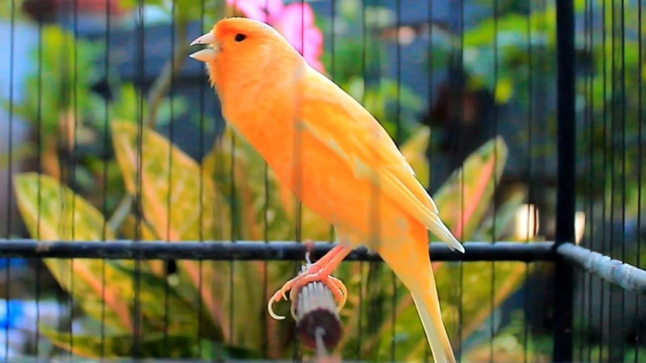 Canto dei Canarini Spettacolare Il Suono della Natura per Accoppiamento Perfetto