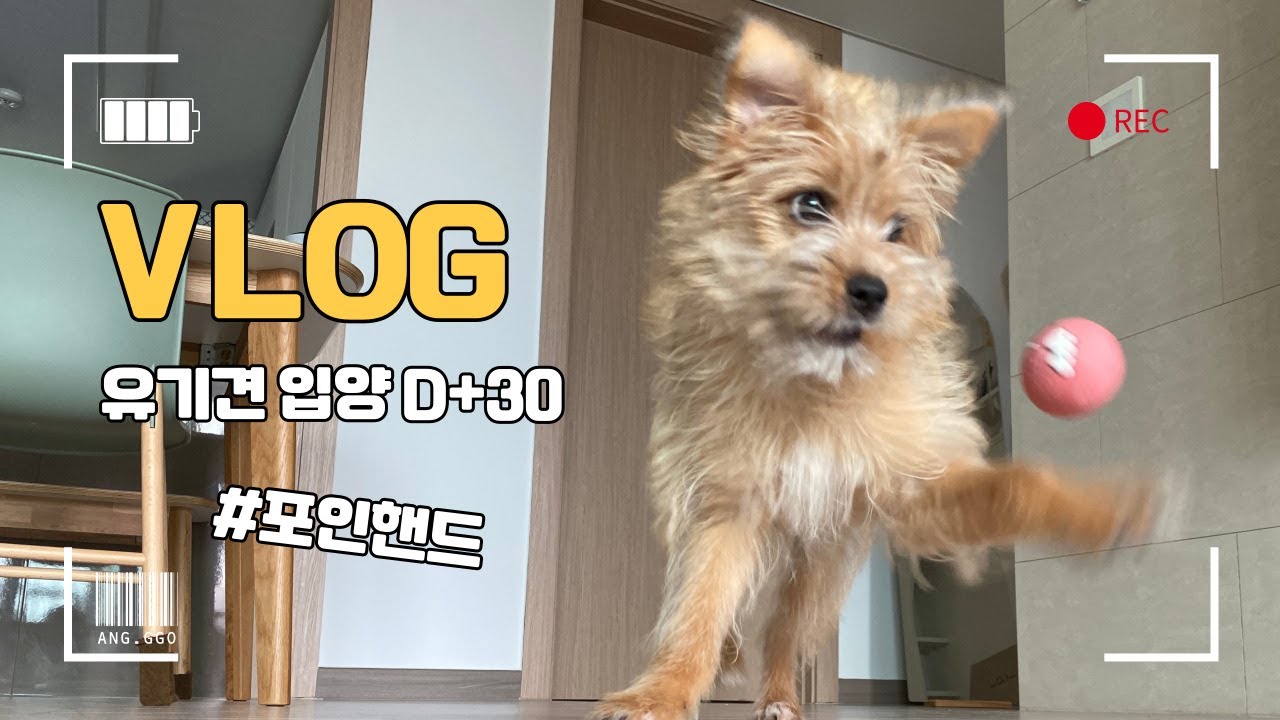 vlogㅣ유기견입양 한달후ㅣ포인핸드ㅣ강아지입양후 달라진 우리의 일상ㅣ태리브이로그🥰
