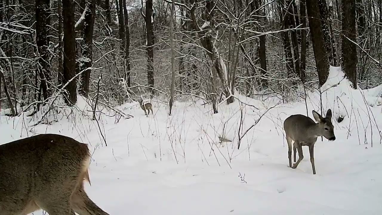 Зимняя сказка с косулями — как животные проводят зиму #дикаяприрода #косуля #зима