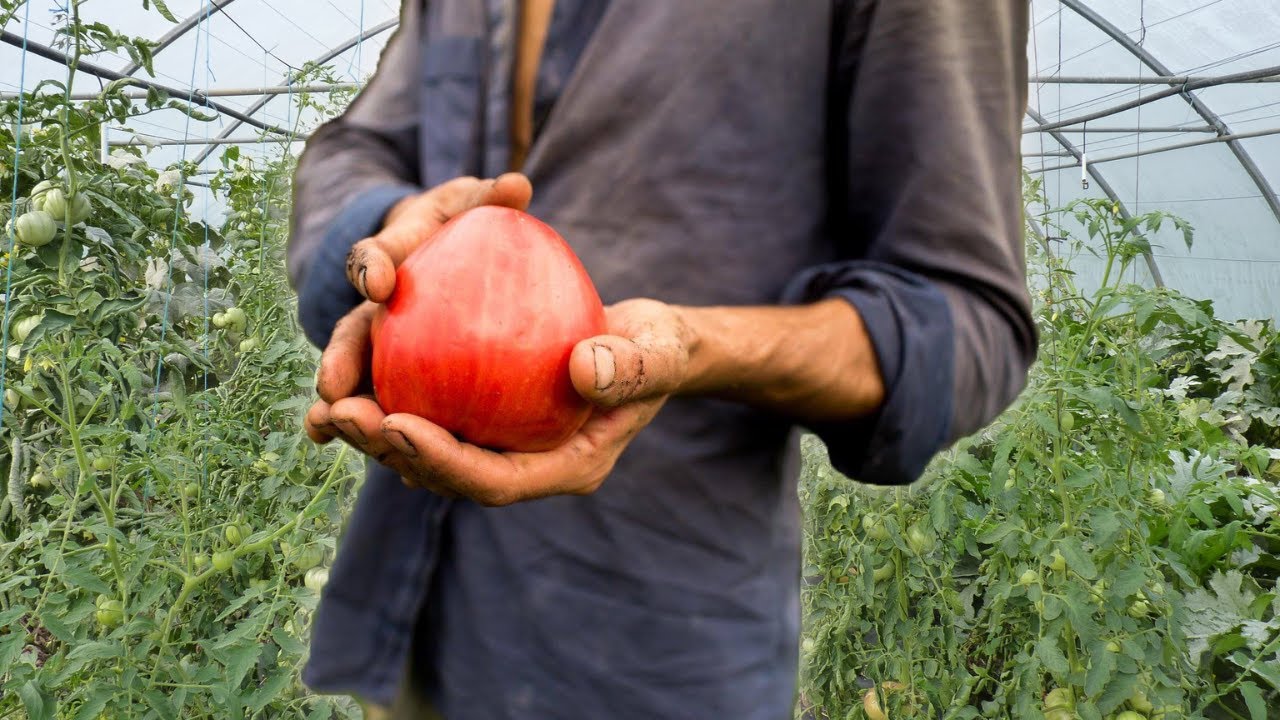 Produire ses tomates de A à Z