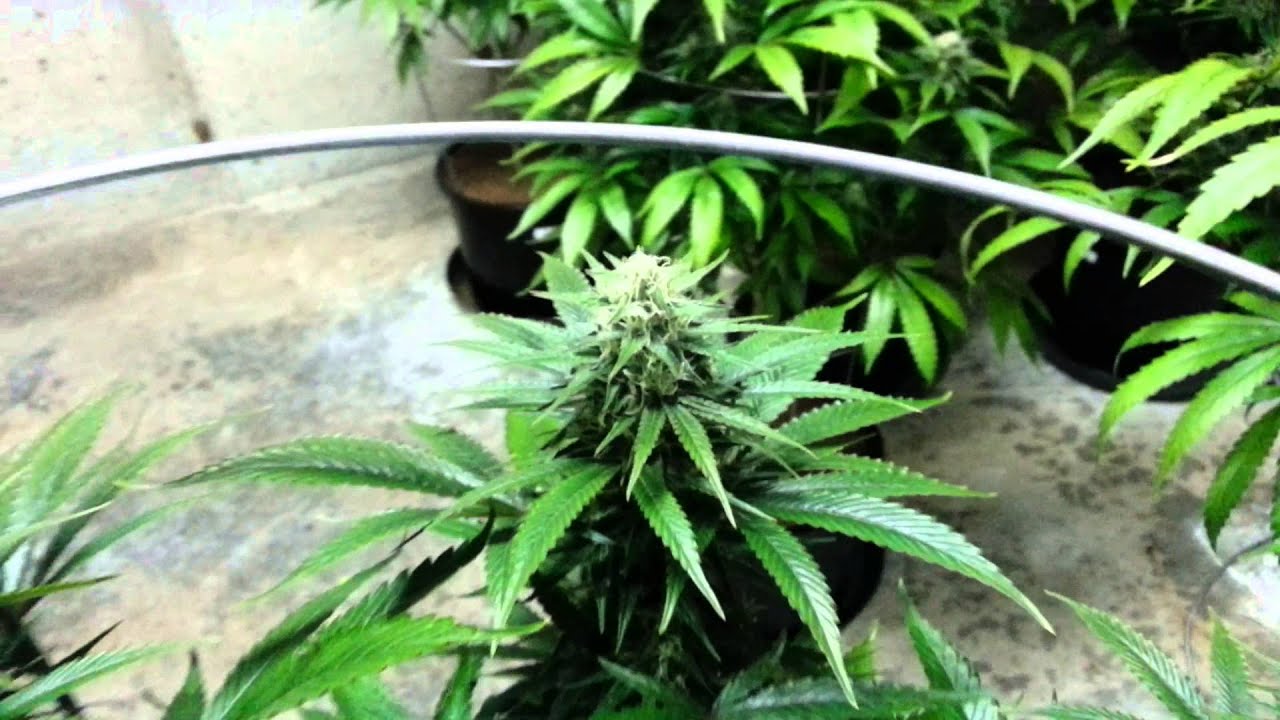 Agent Orange day 43