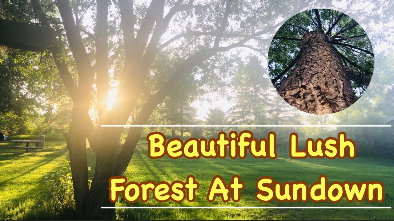 Lush Forest Park on Sundown