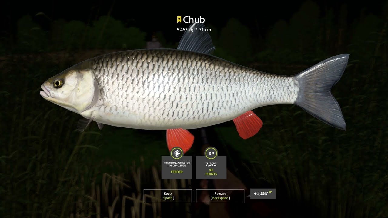 Russian Fishing 4 2023 01 14  winding rivulet chub {Trophy}