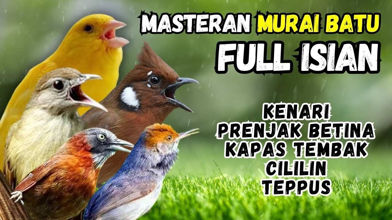 Masteram Murai Isian Kenari, Prenjak Tir, Kapas Tembak, Cililin, Teppus