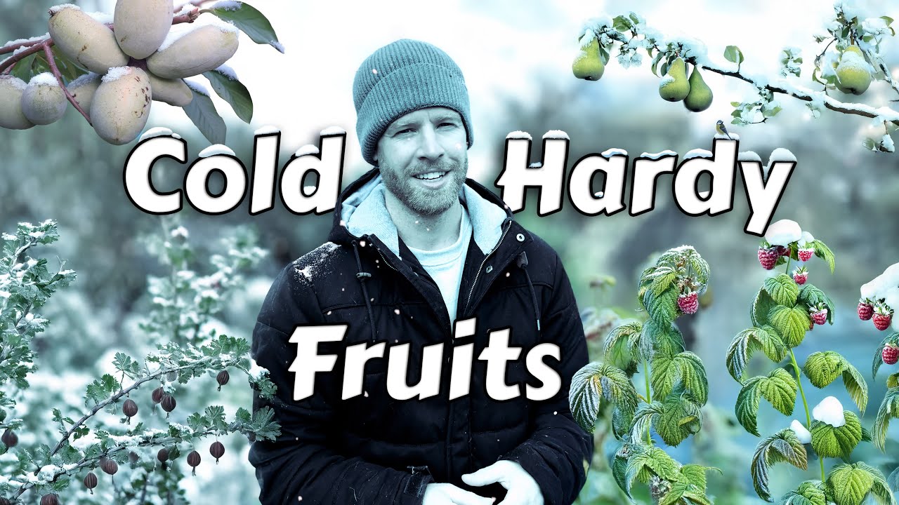 7 Hardy Fruits To Grow In A Cold Climate ❄️
