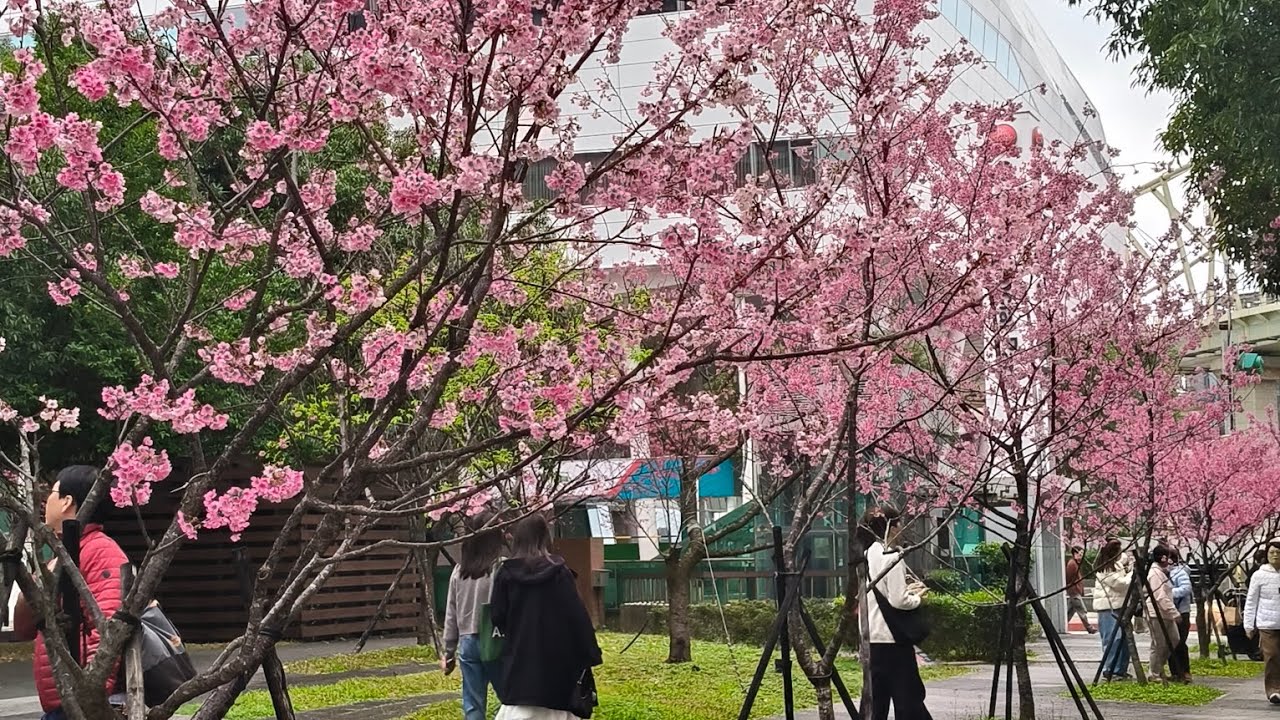 Going to cherry blossom at Donghu Lohas Park Taiwan 🇹🇼