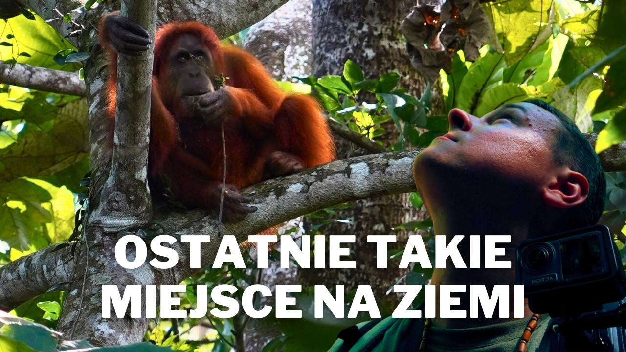 Twarzą w twarz z ORANGUTANEM! (Indonezja, Sumatra)