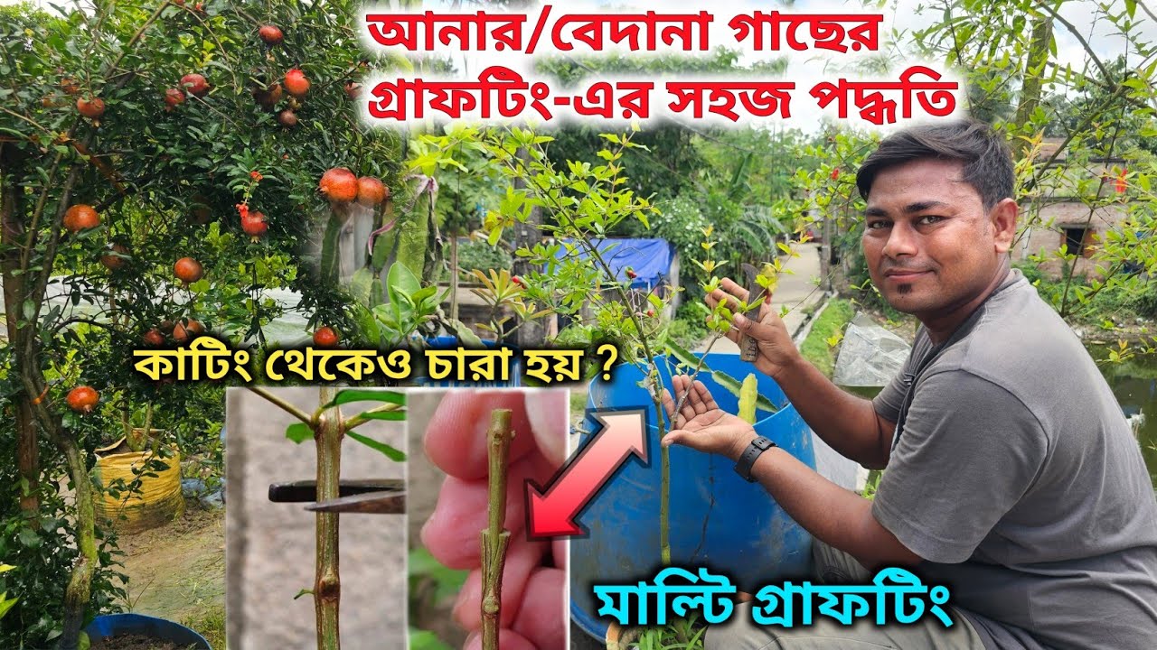 একটা গাছে ২-৩ রকম জাতের গ্রফটিং প্রসেস | সহজে বেদানা গাছের কাটিং ও গ্রাফটিং শিখুন 
