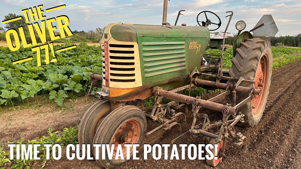 Time To Cultivate The Potatoes!