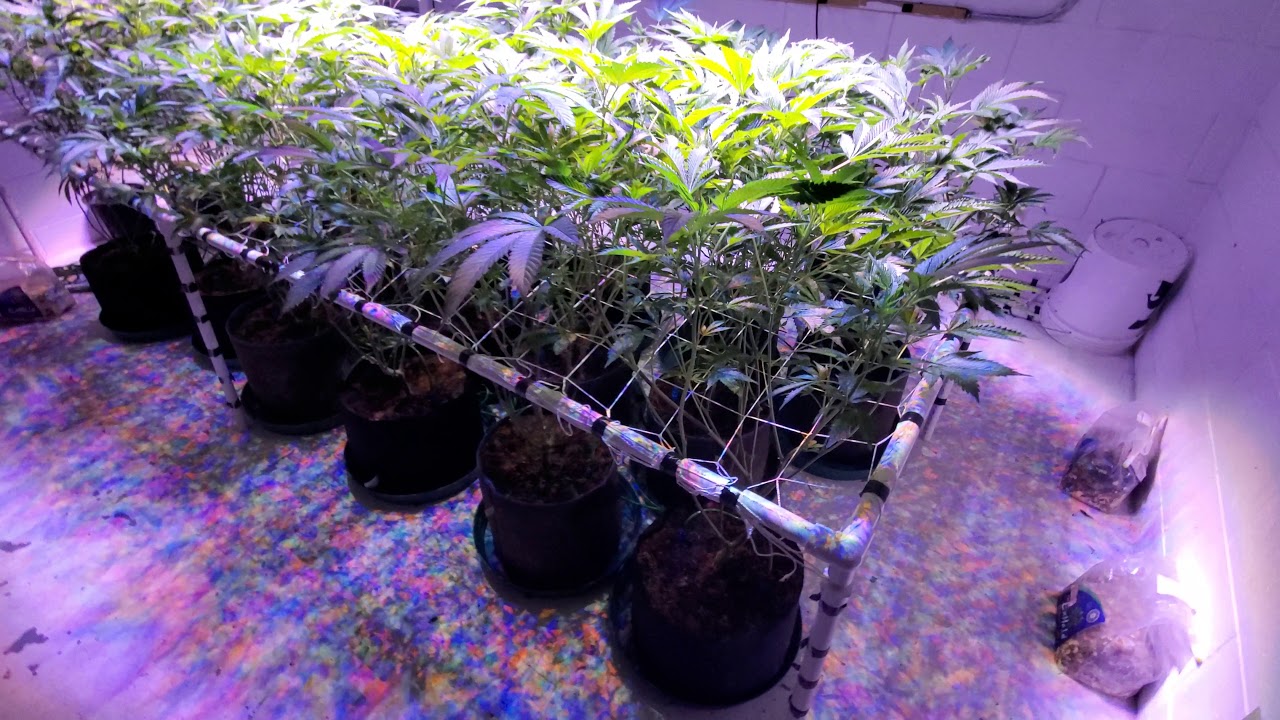 I AM BACK! 3k Wedding Cake grow! Update Video!