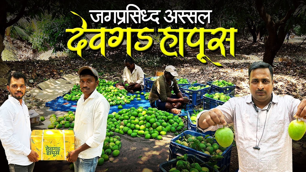 देवगडचा जगप्रसिद्ध हापूस आंबा | देवगड हापूस मागवा थेट घरी | Devgad Alphonso