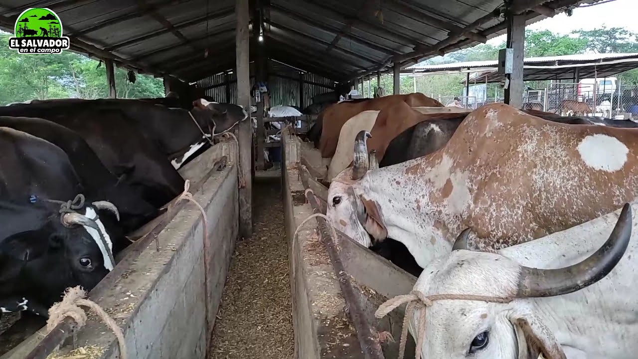 Vacas Lecheras, Hermanos Lopez-El Salvador en el campo