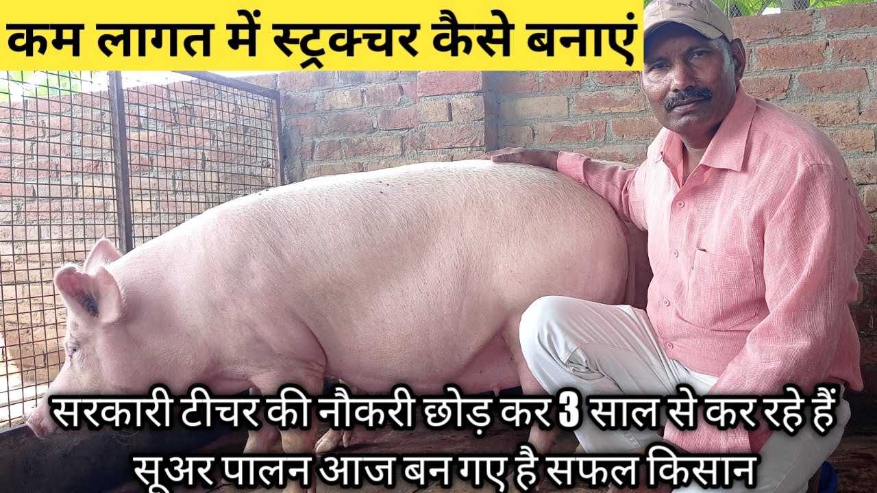 How to start Pig farming india , Pig Farm Structure , सूअर पालन कैसे करें , pig farm design, Pig ,