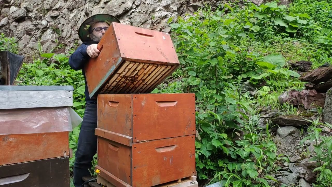 Üç katlı arıya verdiğim temel petek ve erkek arı çerçevesinin bir hafta sonraki hali.