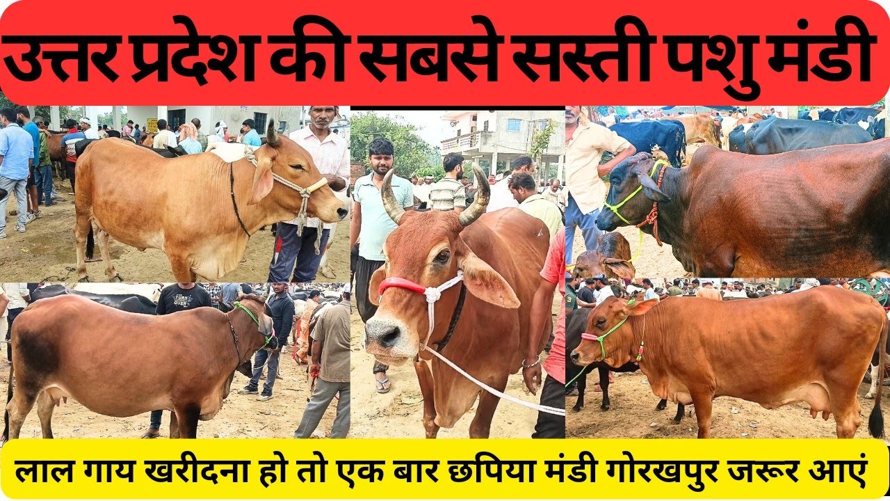 छपिया गोरखपुर में लाल गाय सबसे कम रेट में मिलती हैं,साहीवाल गाय खरीदने के लिए जरूर आएं।