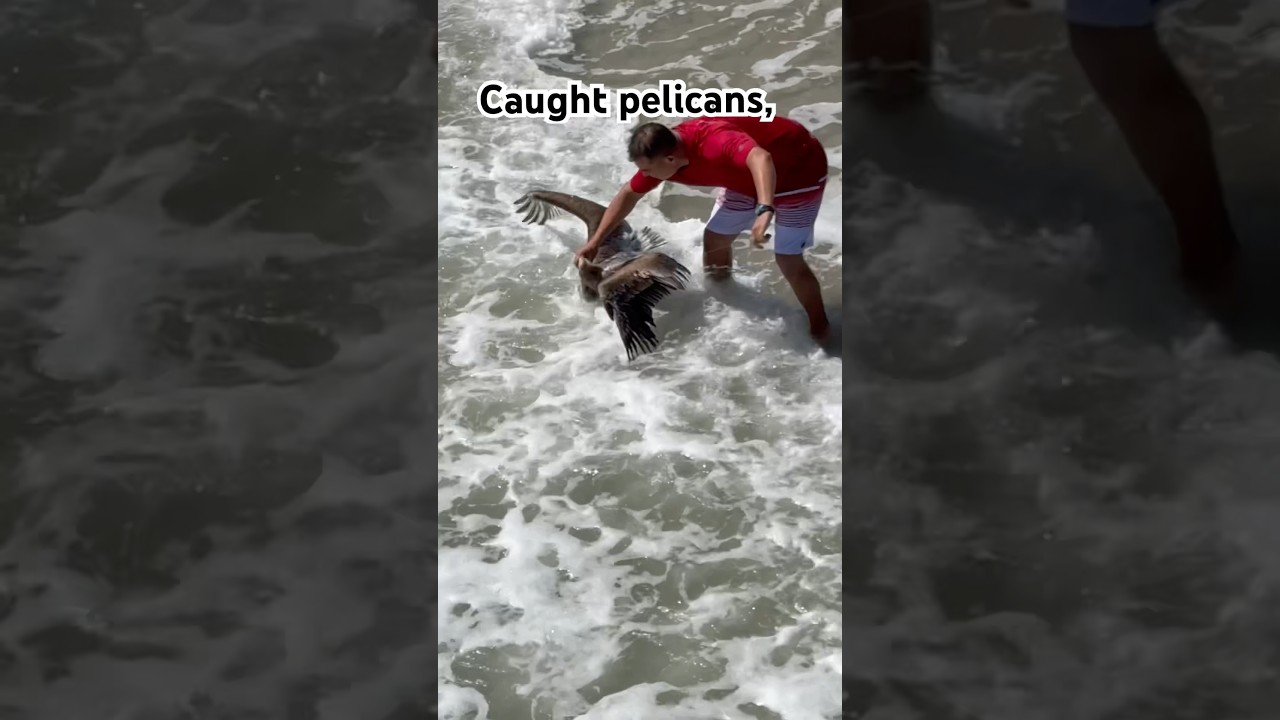 A pelican was accidentally caught on my fishing pole #fishing #youtube #shorts #subscribe #pelicans