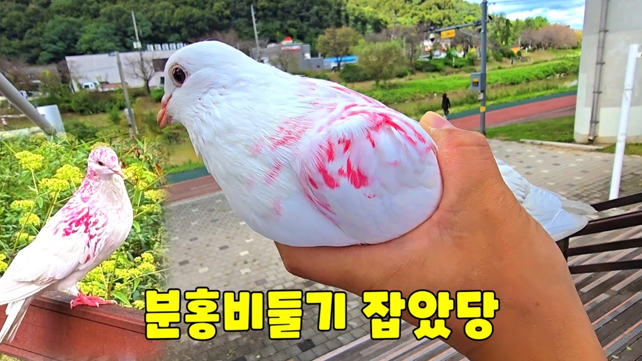이게 말이되나?? 분홍비둘기 잡았다