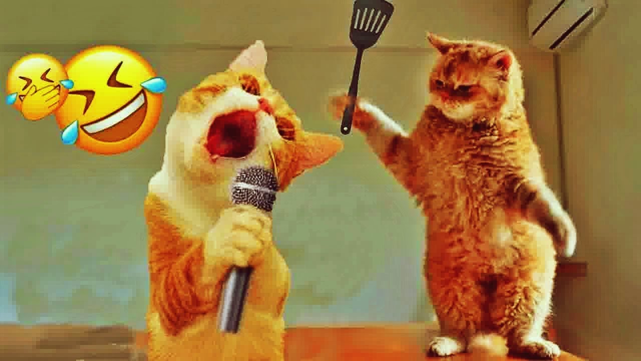 𝐅𝐮𝐧𝐧𝐲 𝐃𝐎𝐆𝐒 𝐚𝐧𝐝 𝐂𝐀𝐓𝐒 𝐕𝐢𝐝𝐞𝐨𝐬 𝟐𝟎𝟐𝟒 😹🐱🐶 𝐁𝐞𝐬𝐭 𝐅𝐮𝐧𝐧𝐢𝐞𝐬𝐭 𝐀𝐧𝐢𝐦𝐚𝐥 𝐕𝐢𝐝𝐞𝐨𝐬 🐤