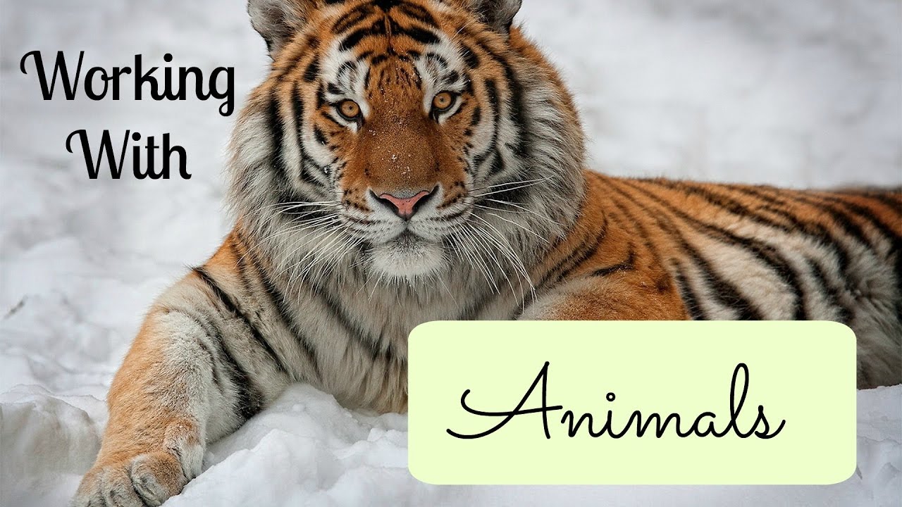 So You Want To Work With Animals - Career Options |LifeWithAspen|
