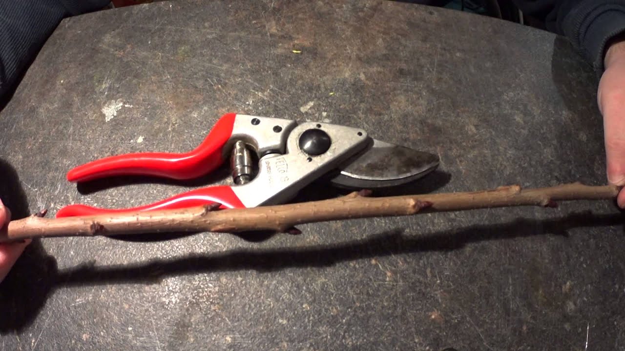 Review la Felco nr. 8 - Foarfeca ergonomica pentru tuns pomi