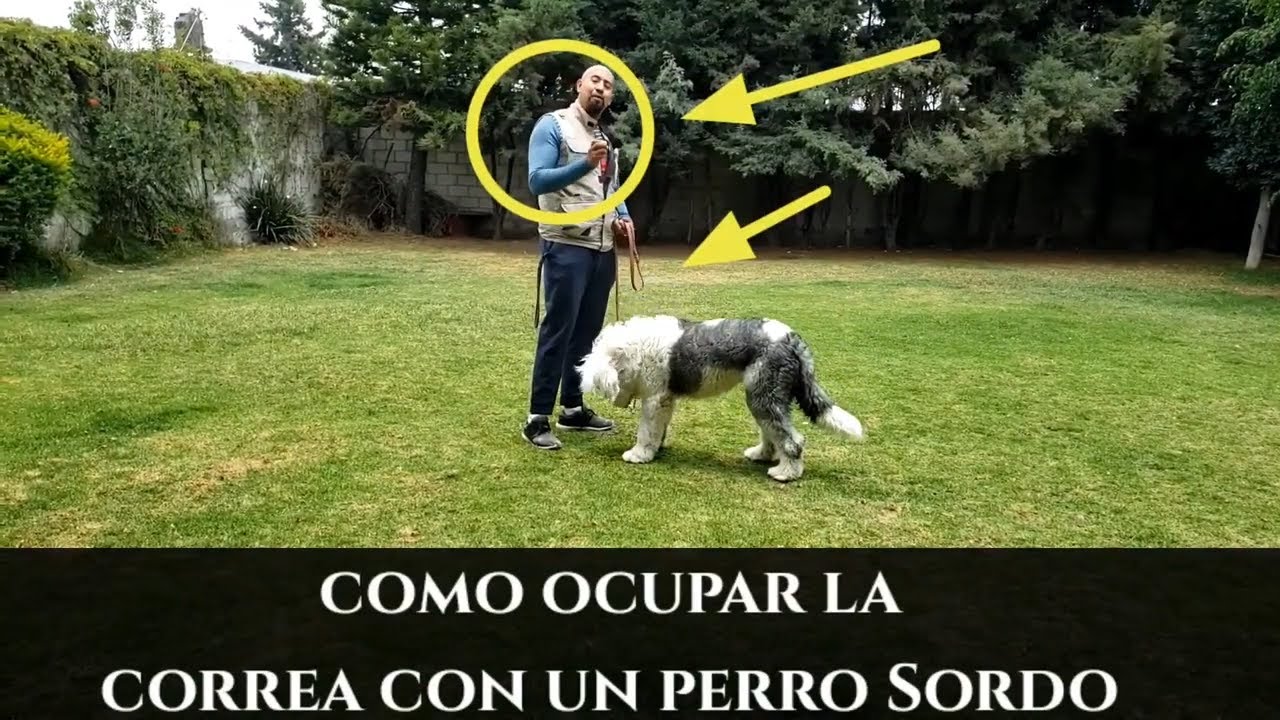 Entrenamiento para PERROS SORDOS  el uso de la CORREA.