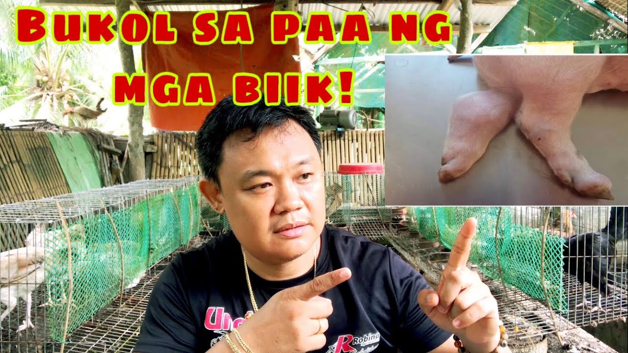 Ano ang dapat gawin sa mga bukol sa paa ng mga biik | Ryan Patenio