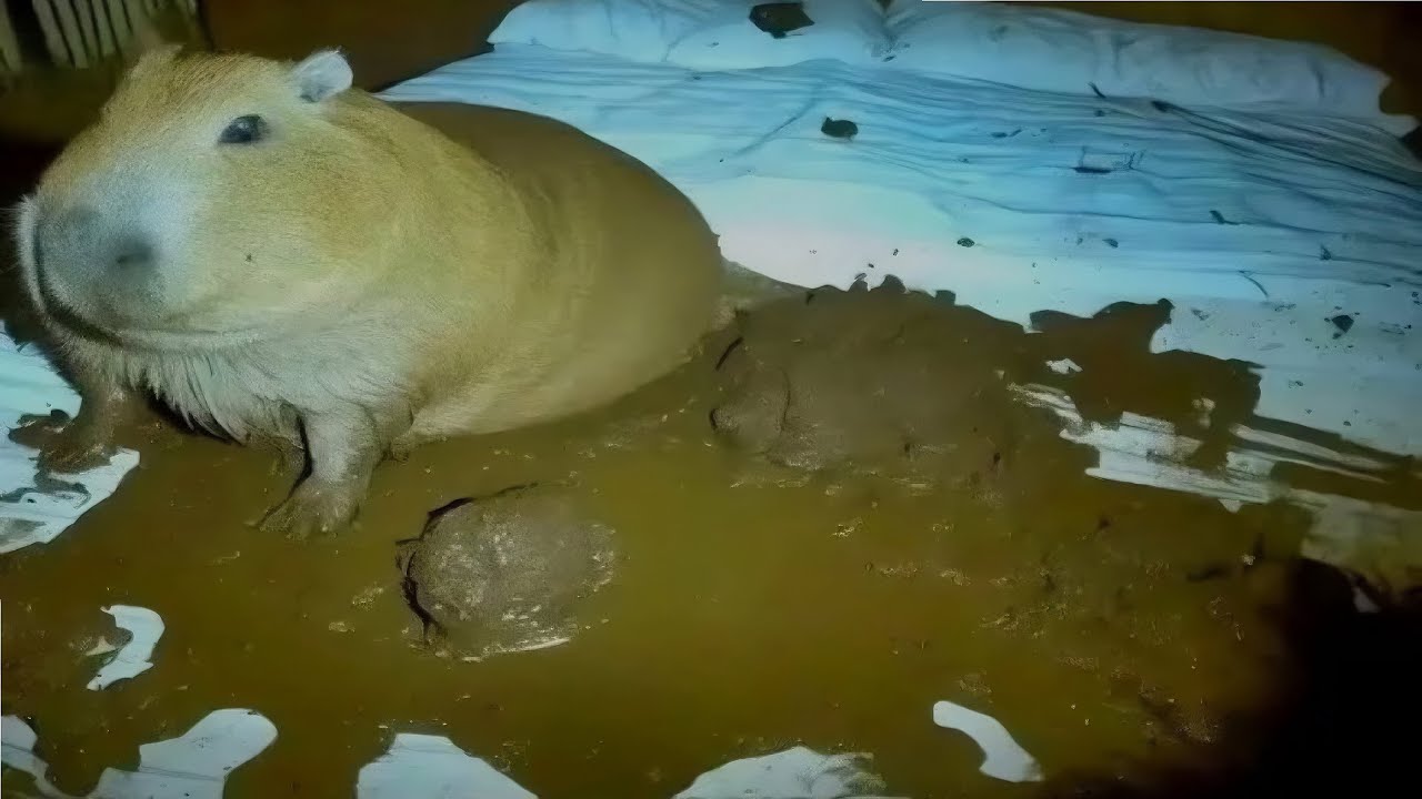 Top 4 Capybara