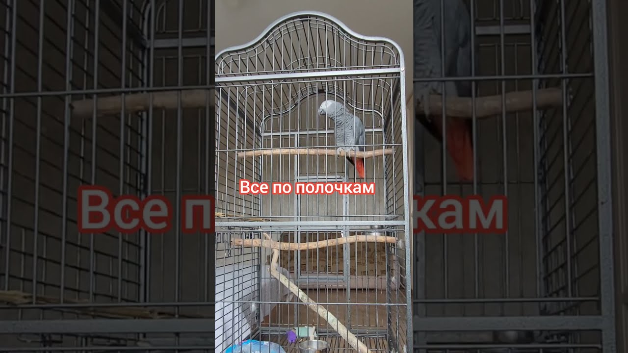 Джокер НАГОВОРИЛ ЛИШНЕГО ))) и спел Новогоднюю Песню...