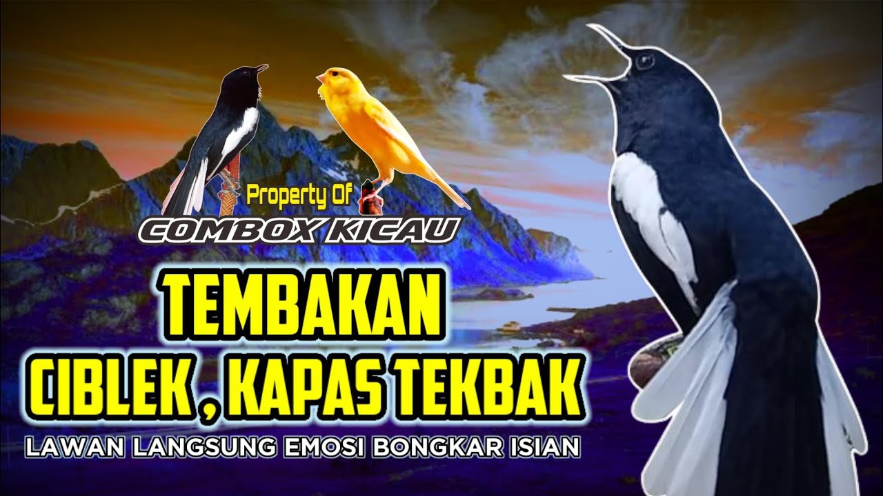 KACER GACOR | TEMBAKAN CIBLEK, KAPAS TEMBAK BUAT GACOAN ANDA MAKIN NGOTOT