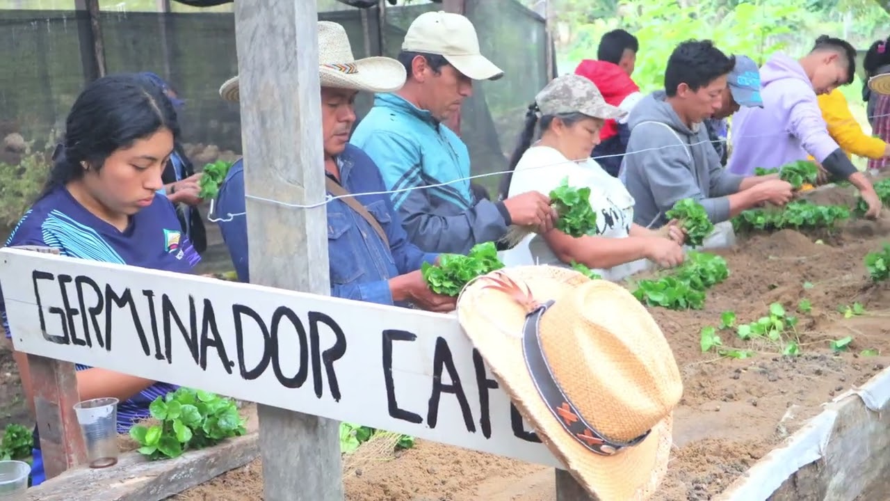 Entregamos más de 56.000 chapolas de café a nuestras familias campesinas