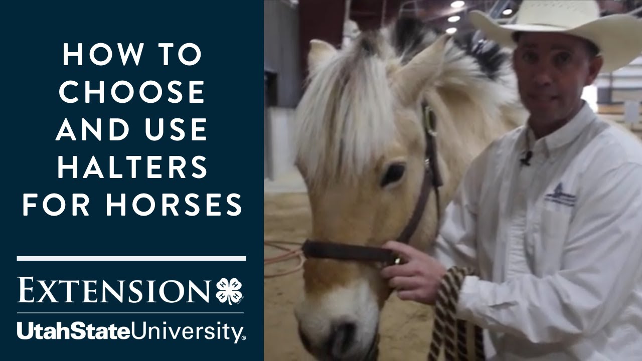 How to Choose and Use Halters for Horses