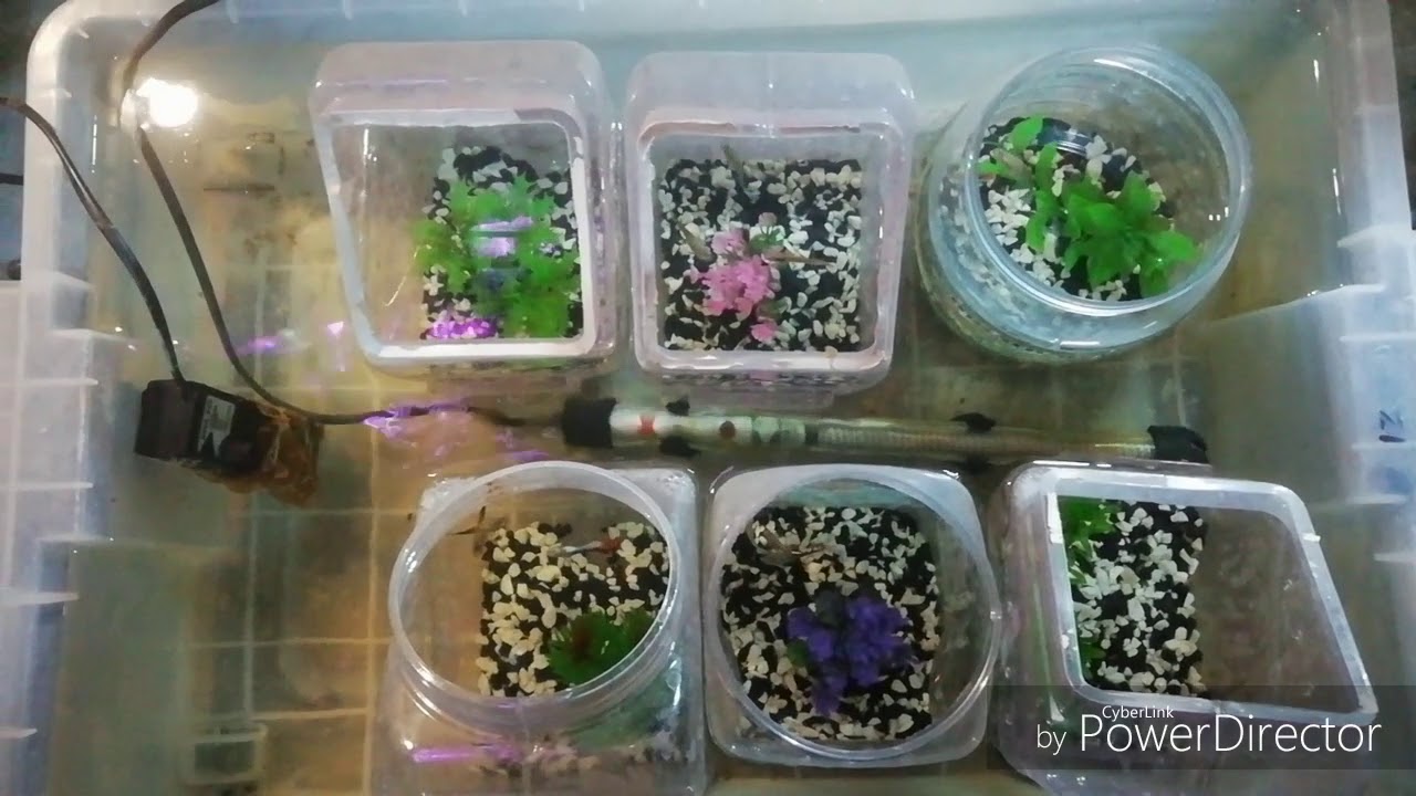 Una nueva manera de reproducir guppys en cantidad masiva!!!