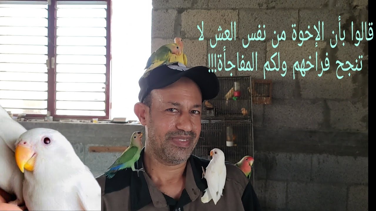 قالوا بأن الإخوة من نفس العش في طيور الحب لا يمكن الإنتاج منهم #انظروا_النتيجة