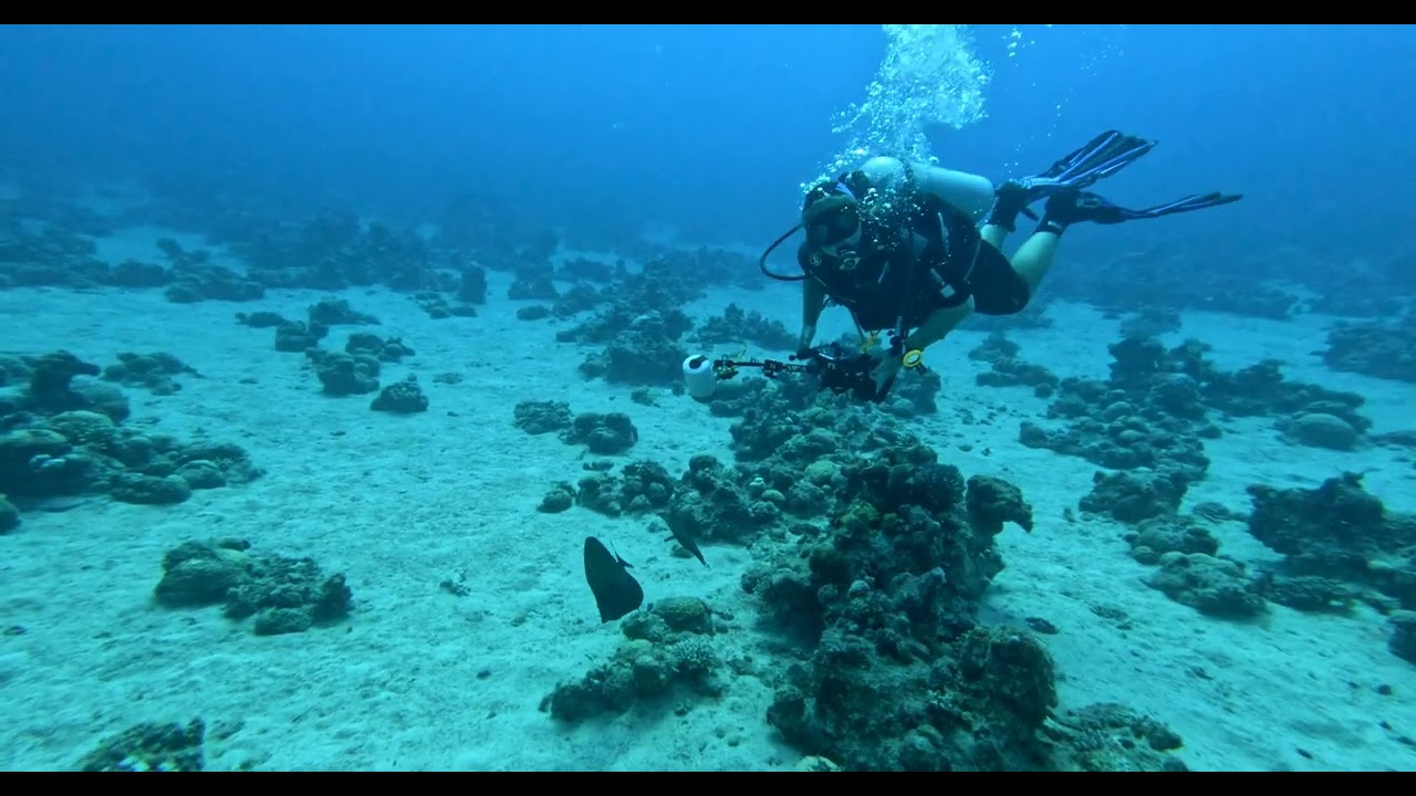 Deep dive in the Red Sea