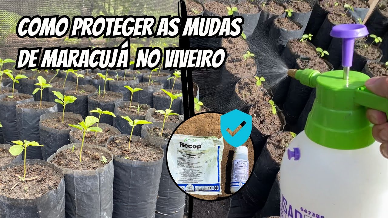 Como acabar com pragas e doenças nas mudas de maracujá no viveiro?