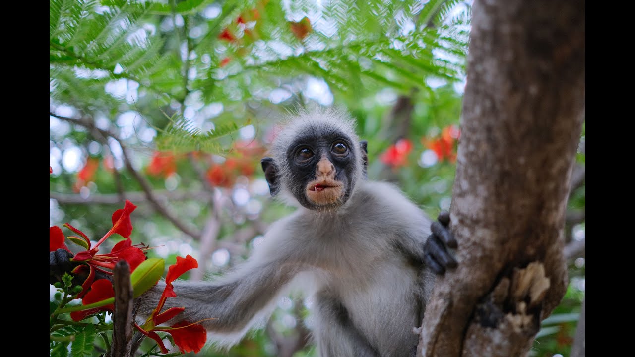 The monkeys of Zanzibar (Reef and Beach Resort)