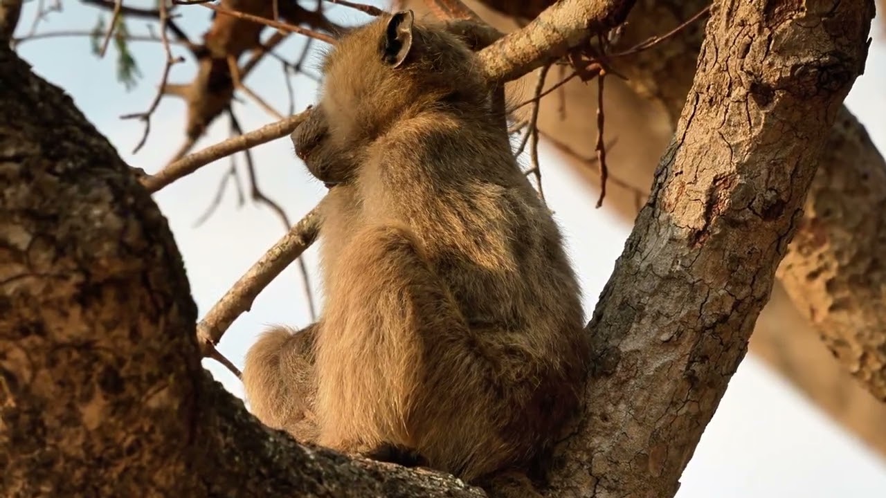 Wildlife in Kruger National Park, South Africa.