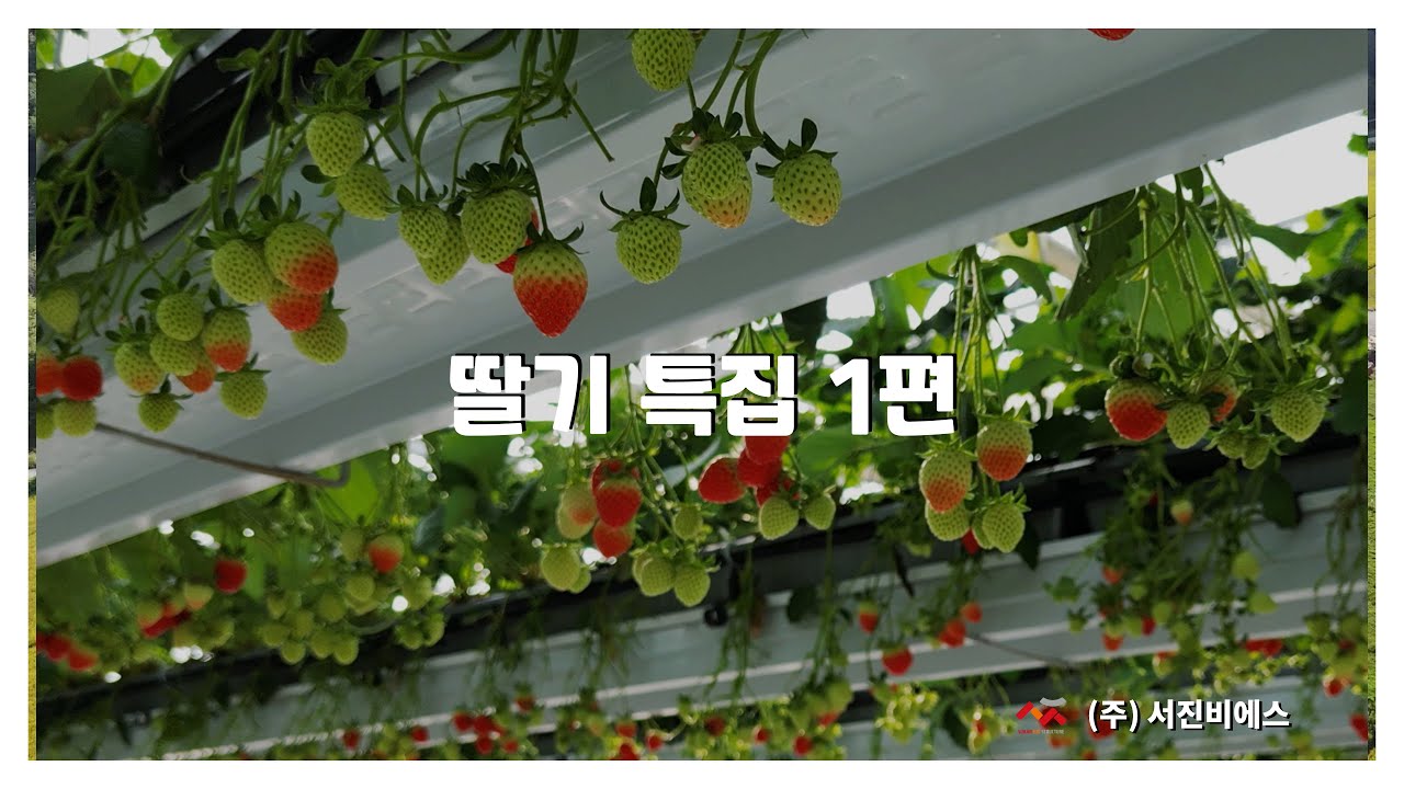 딸기 특집 1탄