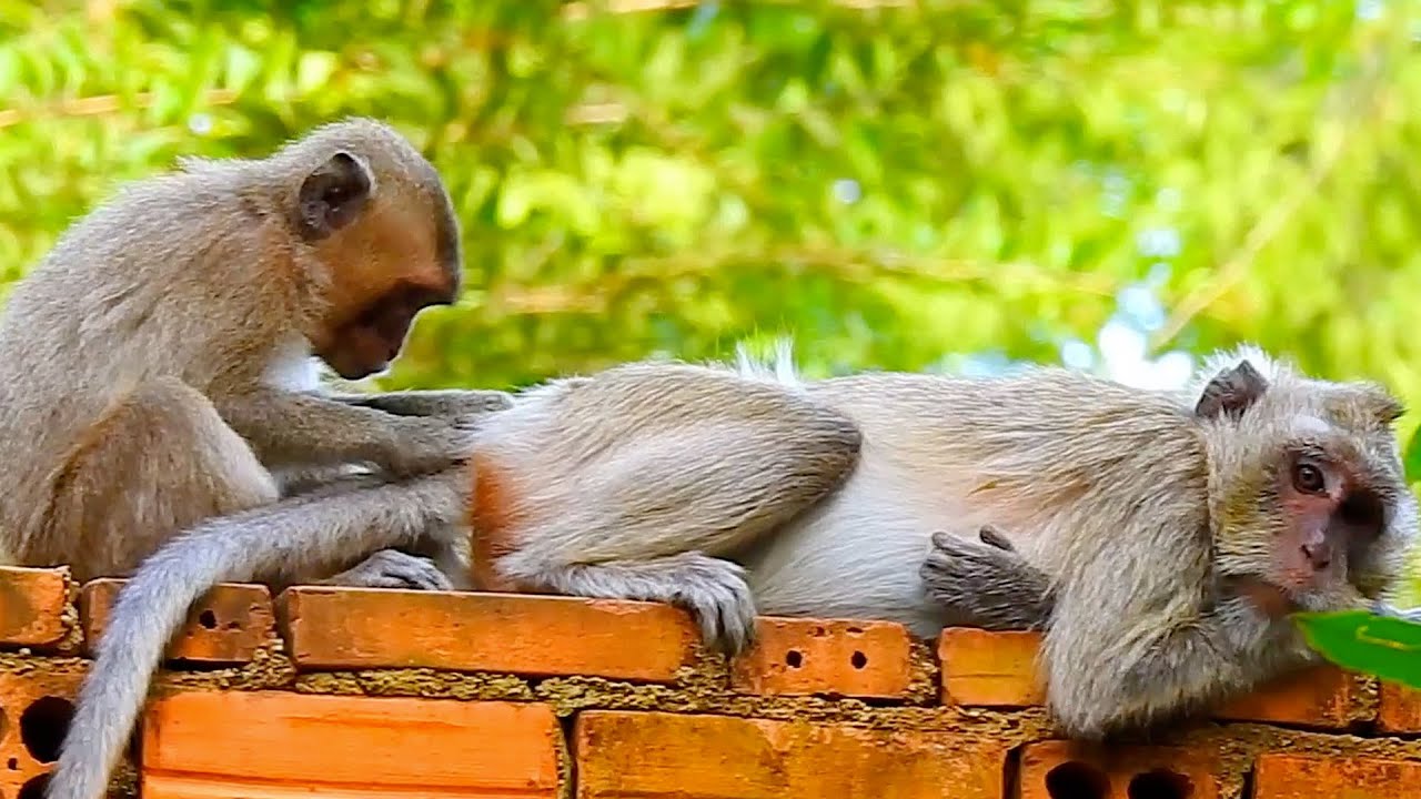 Mother sleeps young monkey for lice