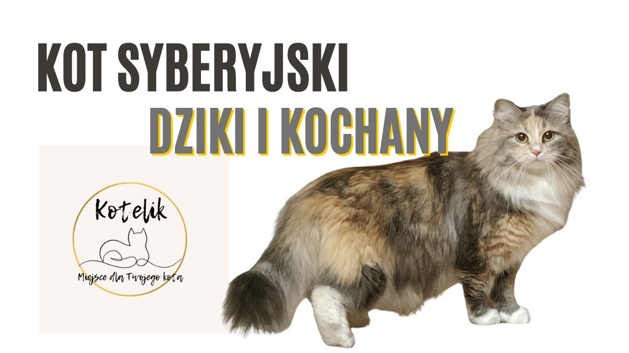 Kot Syberyjski. Dziki, kochany i piękny.