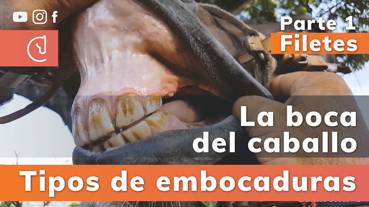 La boca del caballo y tipos de embocaduras - Pablo Saldarriaga -  Doma racional - (Parte 1- Filetes)
