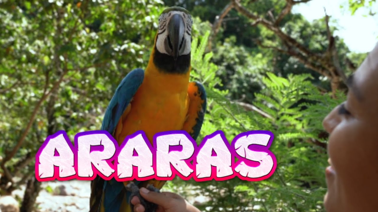 Canto Da Arara - Araras Cantando - Canto Da Arara Azul - Yellow Birds