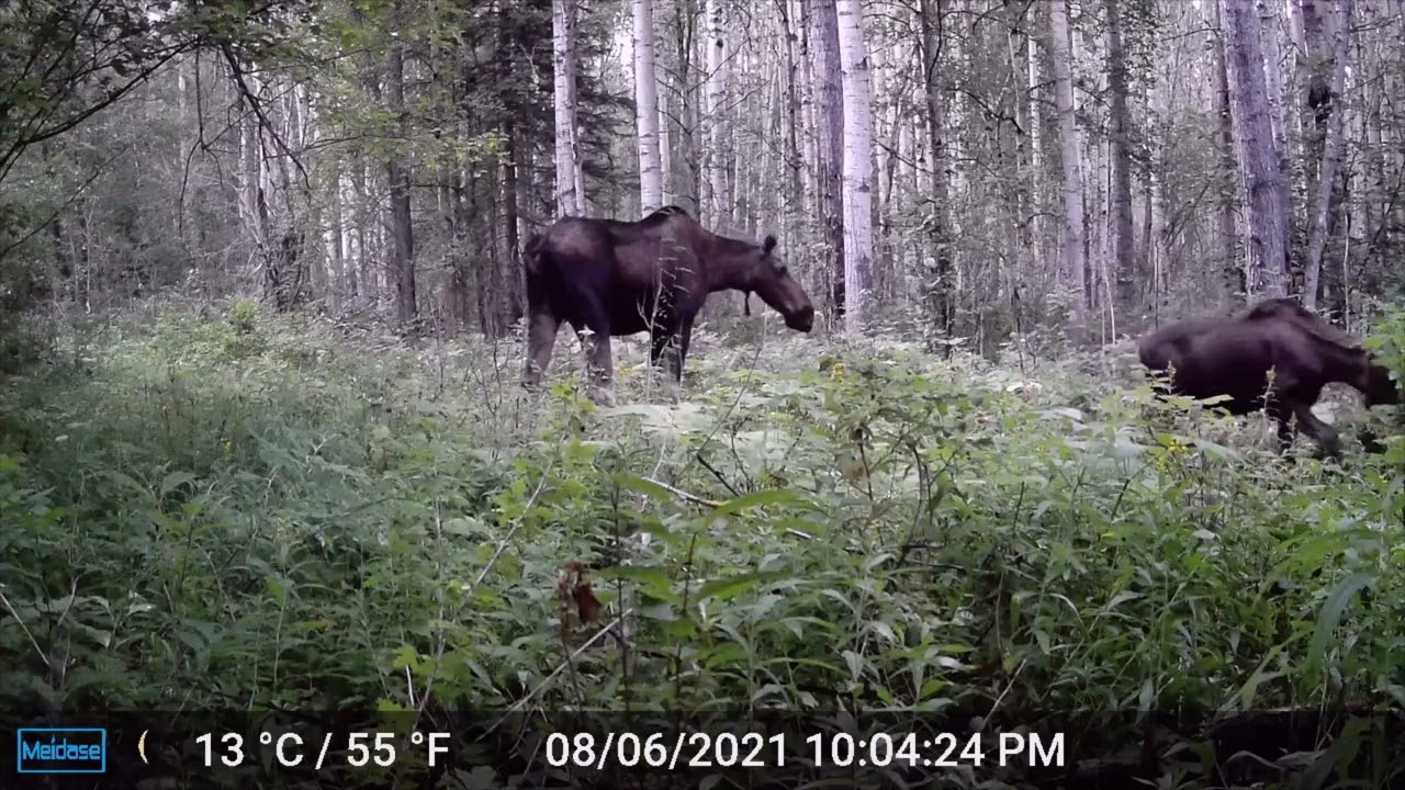 Trail Camera in Northern Alberta - Summer 2021 Elk Moose Deer