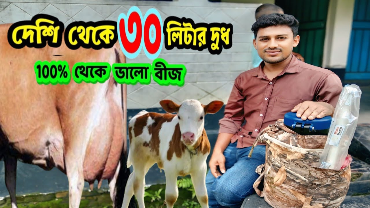 দেশি গাভী থেকে ৩০ লিটার দুধের বকনা 🐄 💯% থেকেও ভালো বীজ কোনটি 🐄 উন্নত জাতের গাভী বানানোর নিয়ম  ✅