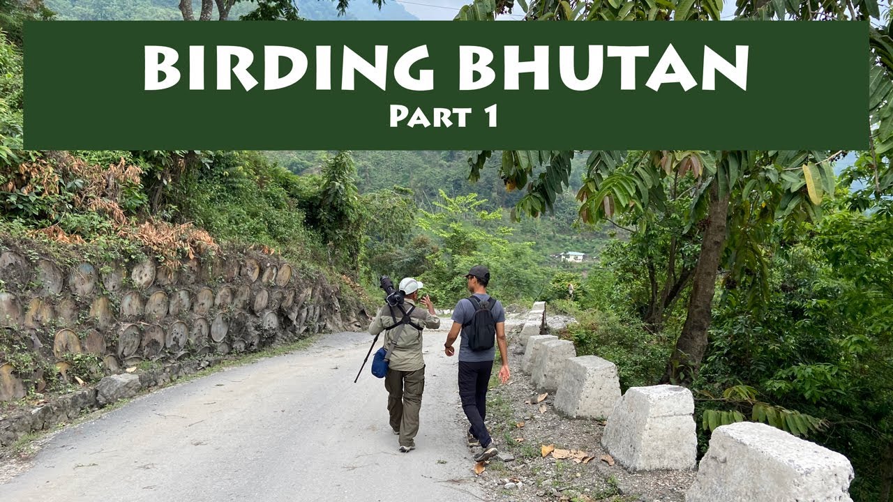 Bhutan Birding Tour 2024, PART 1: Seeing Hornbills, Sibias, Cuckoos, and more in Dewathang.