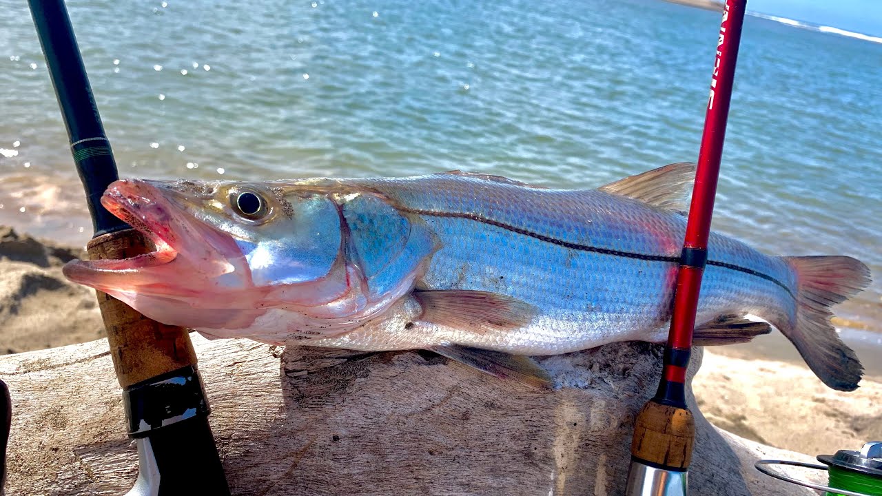 COMO pescar de PLAYA || RÓBALO Y JÚRELES de ORILLA.